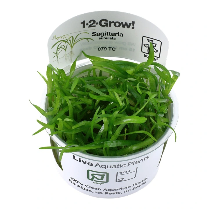 Tropica Sagittaria subulata 1-2-GROW